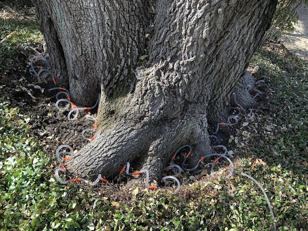 Detailed Tree Cabling and Bracing job site in Naalehu