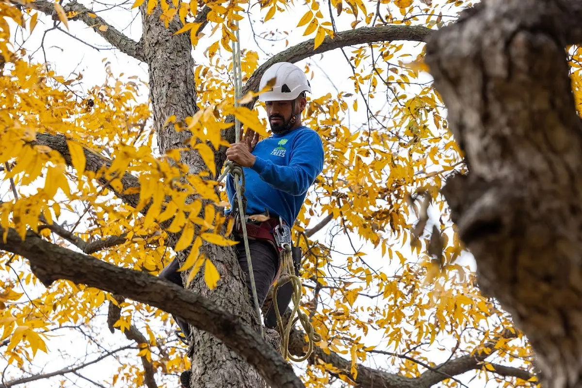 Skilled Tree Pruning crew working in Naalehu